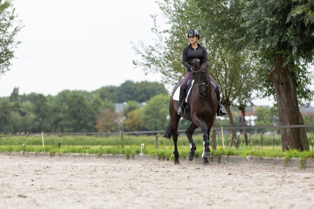 A rider in black and purple attire performs a collected trot on a dark bay horse in a large outdoor arena.